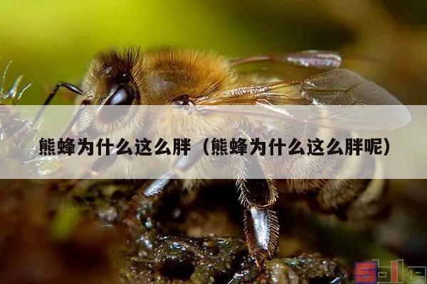 熊蜂为什么这么胖（熊蜂为什么这么胖呢）