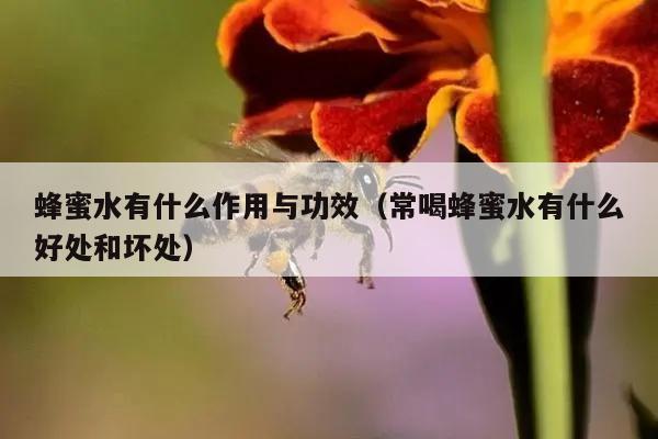 蜂蜜水有什么作用与功效（常喝蜂蜜水有什么好处和坏处）