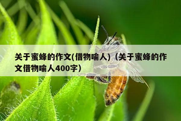 关于蜜蜂的作文(借物喻人)（关于蜜蜂的作文借物喻人400字）