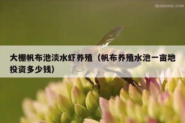 大棚帆布池淡水虾养殖（帆布养殖水池一亩地投资多少钱）