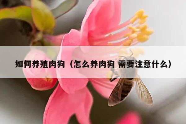 如何养殖肉狗（怎么养肉狗 需要注意什么）