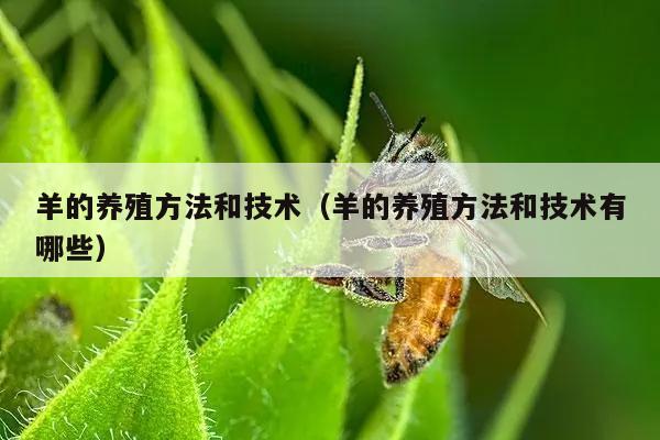 羊的养殖方法和技术（羊的养殖方法和技术有哪些）