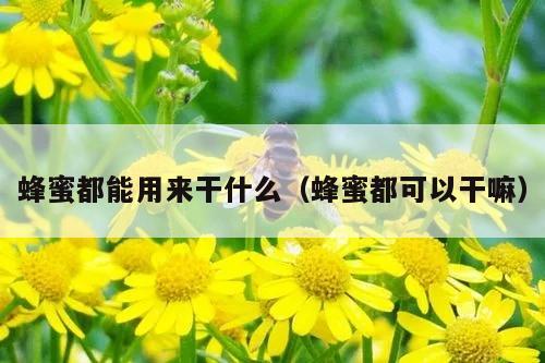 蜂蜜都能用来干什么（蜂蜜都可以干嘛）