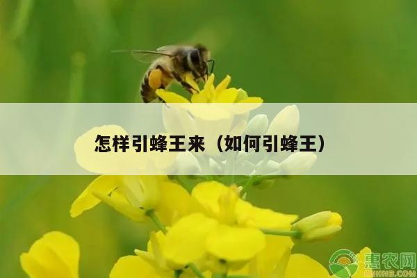 怎样引蜂王来（如何引蜂王）