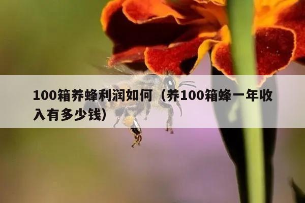 100箱养蜂利润如何（养100箱蜂一年收入有多少钱）