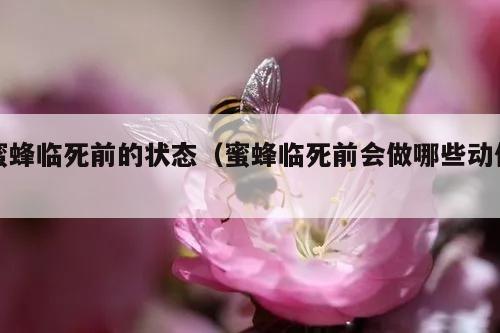 蜜蜂临死前的状态（蜜蜂临死前会做哪些动作）