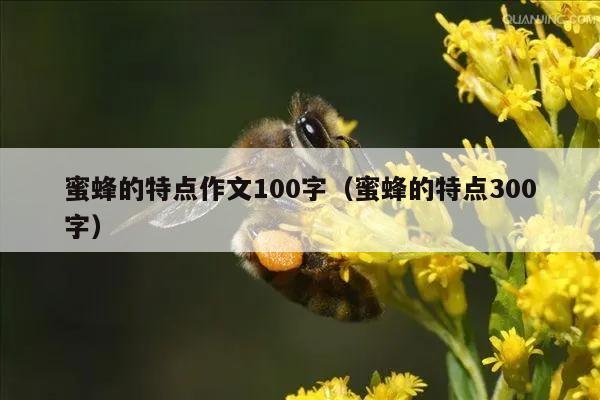 蜜蜂的特点作文100字（蜜蜂的特点300字）