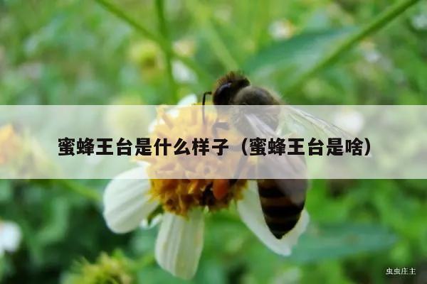 蜜蜂王台是什么样子（蜜蜂王台是啥）