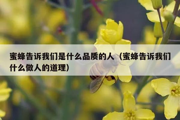 蜜蜂告诉我们是什么品质的人（蜜蜂告诉我们什么做人的道理）