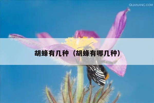 胡蜂有几种（胡蜂有哪几种）