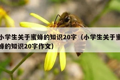 小学生关于蜜蜂的知识20字（小学生关于蜜蜂的知识20字作文）