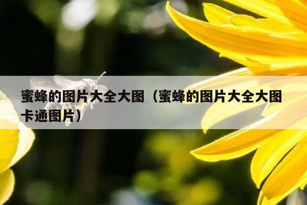 蜜蜂的图片大全大图（蜜蜂的图片大全大图 卡通图片）