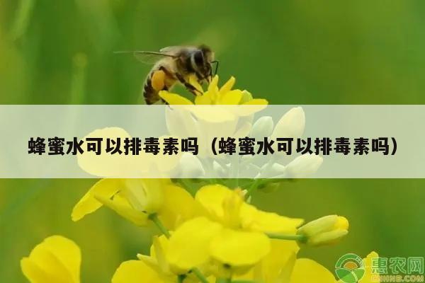 蜂蜜水可以排毒素吗（蜂蜜水可以排毒素吗）