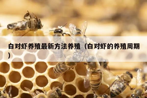 白对虾养殖最新方法养殖（白对虾的养殖周期）