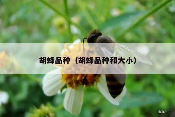 胡蜂品种（胡蜂品种和大小）