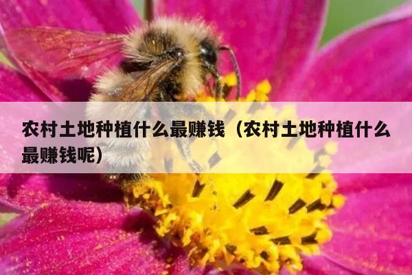 农村土地种植什么最赚钱（农村土地种植什么最赚钱呢）