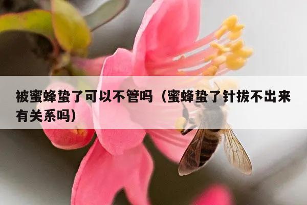 被蜜蜂蛰了可以不管吗（蜜蜂蛰了针拔不出来有关系吗）