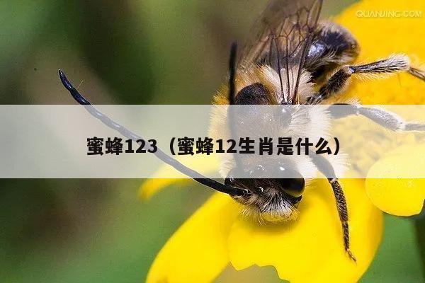 蜜蜂123（蜜蜂12生肖是什么）