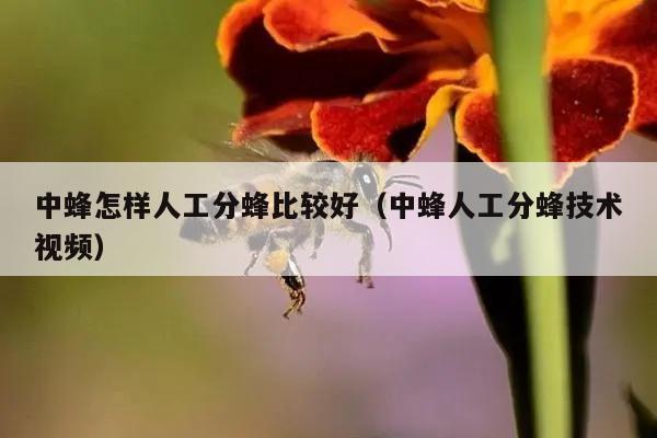 中蜂怎样人工分蜂比较好（中蜂人工分蜂技术视频）