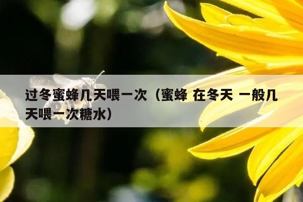 过冬蜜蜂几天喂一次（蜜蜂 在冬天 一般几天喂一次糖水）