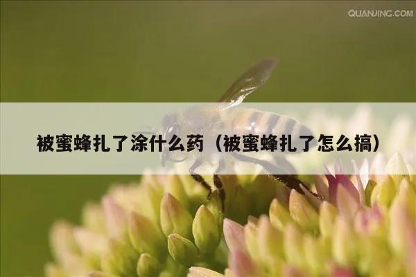 被蜜蜂扎了涂什么药（被蜜蜂扎了怎么搞）