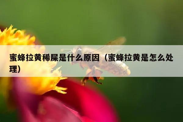 蜜蜂拉黄稀屎是什么原因（蜜蜂拉黄是怎么处理）