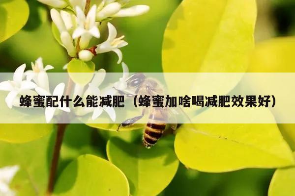 蜂蜜配什么能减肥（蜂蜜加啥喝减肥效果好）