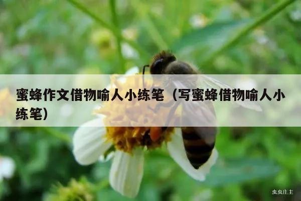 蜜蜂作文借物喻人小练笔（写蜜蜂借物喻人小练笔）