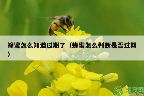 蜂蜜怎么知道过期了（蜂蜜怎么判断是否过期）