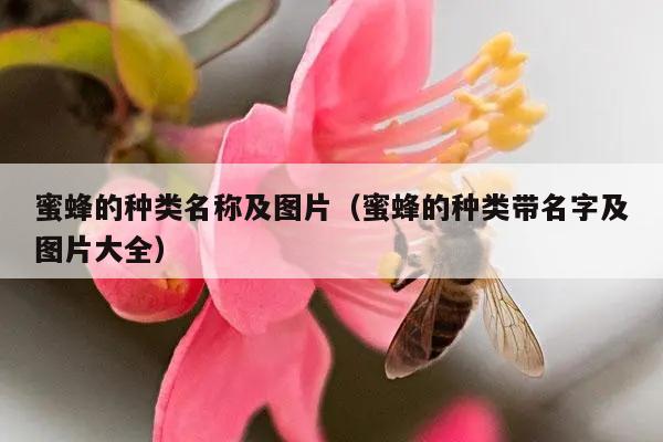 蜜蜂的种类名称及图片（蜜蜂的种类带名字及图片大全）