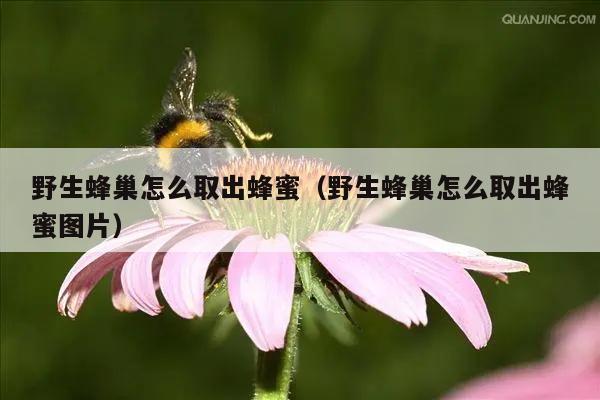 野生蜂巢怎么取出蜂蜜（野生蜂巢怎么取出蜂蜜图片）