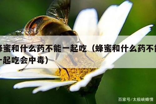 蜂蜜和什么药不能一起吃（蜂蜜和什么药不能一起吃会中毒）