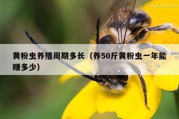 黄粉虫养殖周期多长（养50斤黄粉虫一年能赚多少）