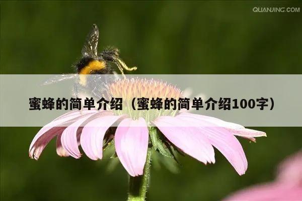 蜜蜂的简单介绍（蜜蜂的简单介绍100字）