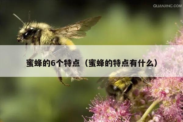 蜜蜂的6个特点（蜜蜂的特点有什么）