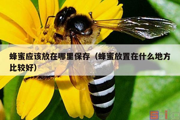 蜂蜜应该放在哪里保存（蜂蜜放置在什么地方比较好）