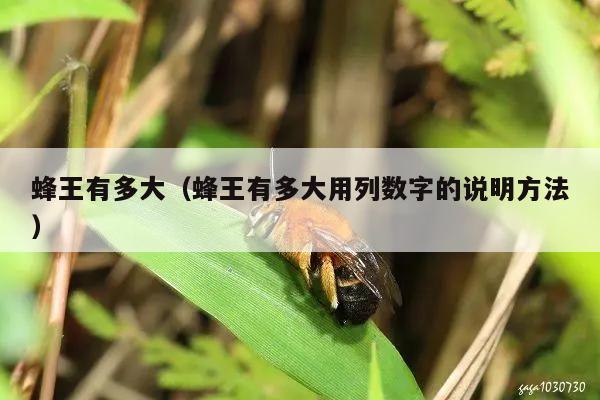 蜂王有多大（蜂王有多大用列数字的说明方法）