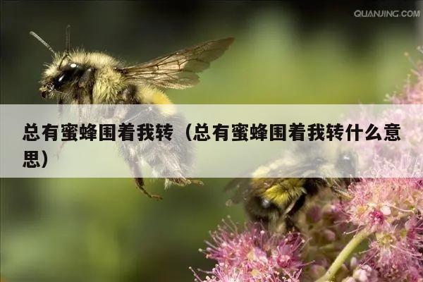 总有蜜蜂围着我转（总有蜜蜂围着我转什么意思）