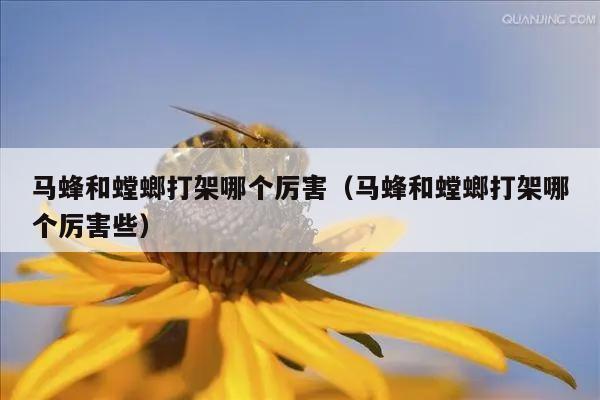 马蜂和螳螂打架哪个厉害（马蜂和螳螂打架哪个厉害些）