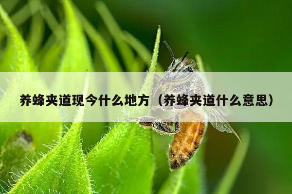 养蜂夹道现今什么地方（养蜂夹道什么意思）