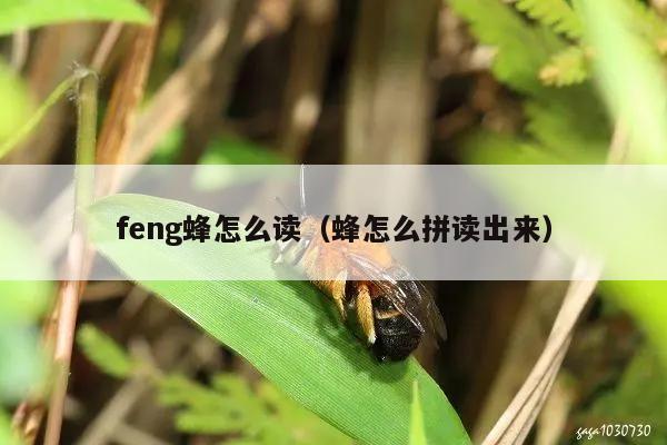 feng蜂怎么读（蜂怎么拼读出来）