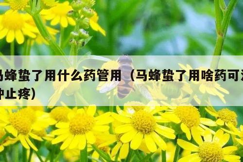 马蜂蛰了用什么药管用（马蜂蛰了用啥药可消肿止疼）