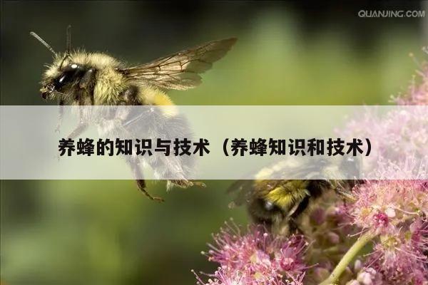 养蜂的知识与技术（养蜂知识和技术）