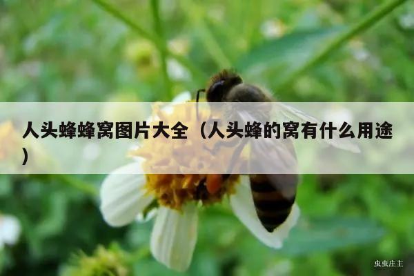 人头蜂蜂窝图片大全（人头蜂的窝有什么用途）