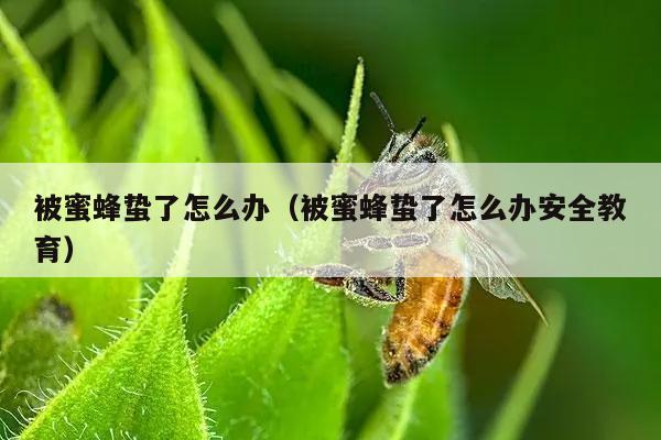 被蜜蜂蛰了怎么办（被蜜蜂蛰了怎么办安全教育）