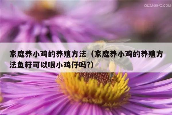 家庭养小鸡的养殖方法（家庭养小鸡的养殖方法鱼籽可以喂小鸡仔吗?）