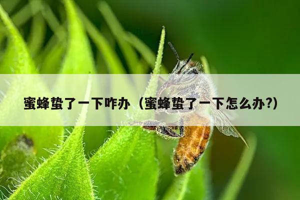 蜜蜂蛰了一下咋办（蜜蜂蛰了一下怎么办?）