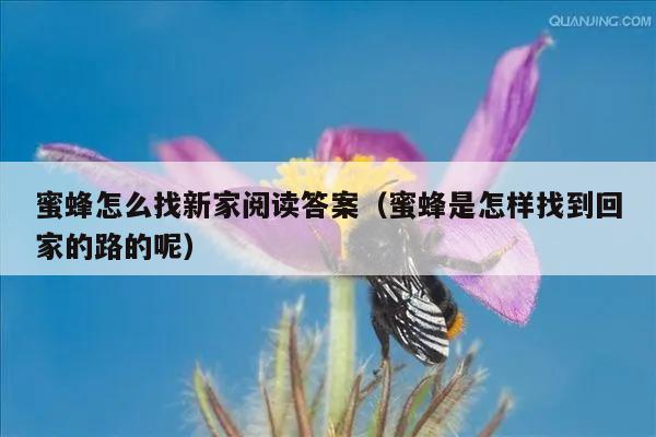 蜜蜂怎么找新家阅读答案（蜜蜂是怎样找到回家的路的呢）