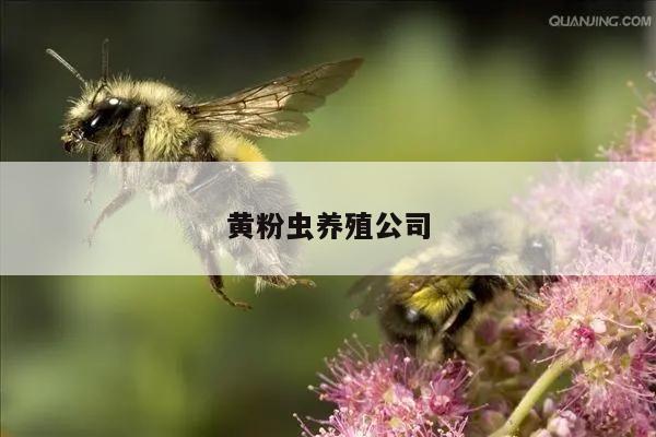 黄粉虫养殖公司