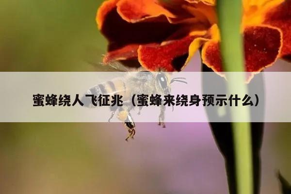 蜜蜂绕人飞征兆（蜜蜂来绕身预示什么）